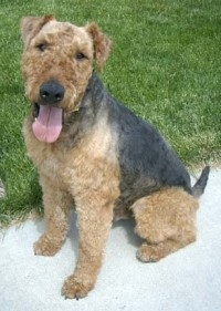 airedale_angel_2008
